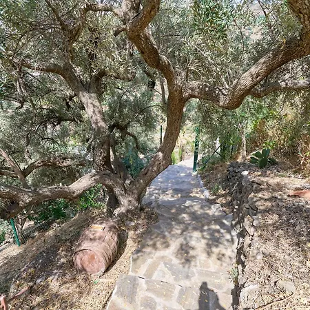 Kır Evi Olivar 30